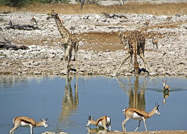 207 Etosha NP, giraf en springbokken.JPG